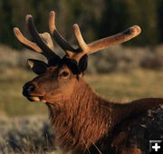 Bull elk. Photo by Fred Pflughoft.