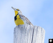 Meadowlark. Photo by Dawn Ballou, Pinedale Online.