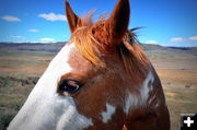Friendly mare. Photo by Terry Allen.