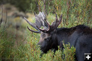 Bull Moose. Photo by Arnold Brokling.