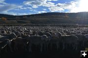 Ewes. Photo by Cat Urbigkit, Pinedale Online.
