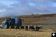 Ewes Wait. Photo by Cat Urbigkit, Pinedale Online.