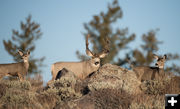 3 Mule Deer. Photo by Arnold Brokling.