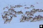 Wintering pronghorn. Photo by Fred Pflughoft.