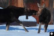 Armorous Moose. Photo by Fred Pflughoft.