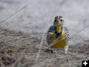 Meadowlark. Photo by Arnold Brokling.