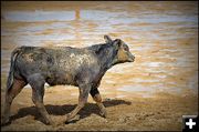 Mud Rodeo. Photo by Terry Allen.