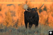 Bull Moose. Photo by Fred Pflughoft.