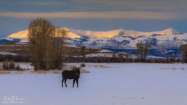 Morning Moose. Photo by Dave Bell.