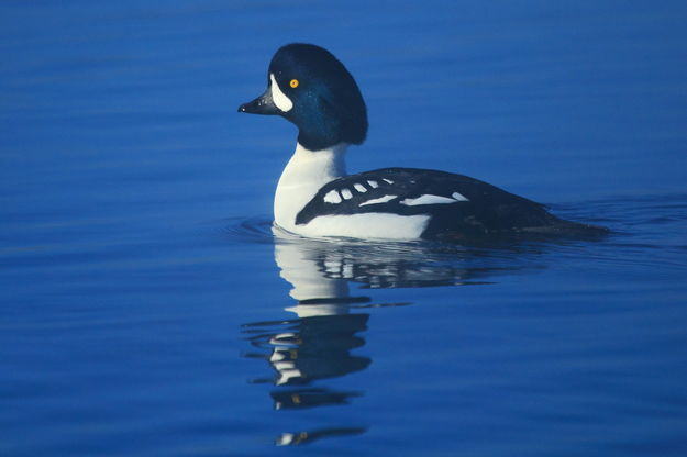 Barrow's Goldeneye Drake. Photo by Fred Pflughoft.