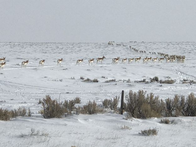 Pronghorn. Photo by Renee' Smythe.