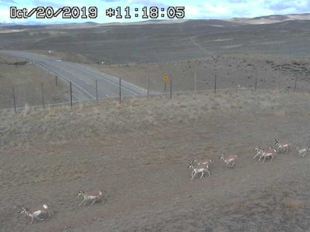 Crossing the wildlife overpass. Photo by Trappers Point Wildlife Overpass Webcam.