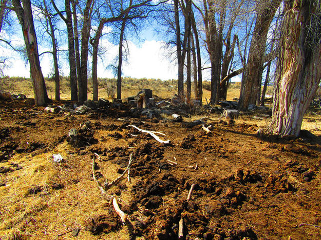 Cattle damage. Photo by Pinedale Online.