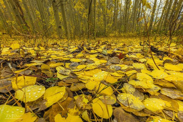 Golden Dollars. Photo by Dave Bell.