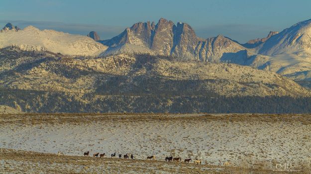 Bonneville Horses. Photo by Dave Bell.