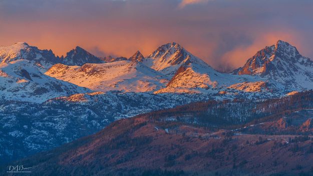 Sunset Pink. Photo by Dave Bell.