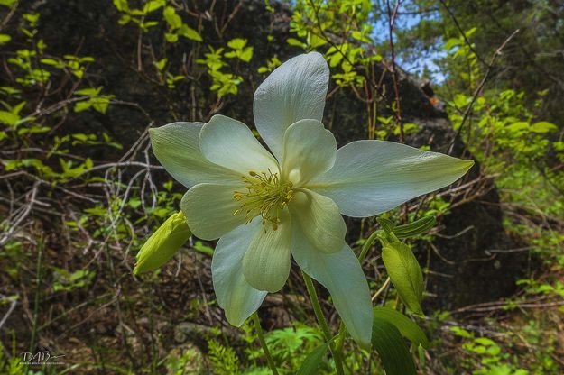 Columbine. Photo by Dave Bell.