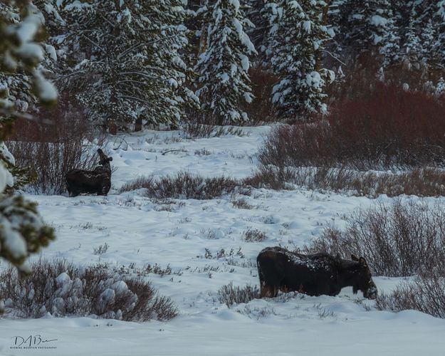 Morning moose. Photo by Dave Bell.