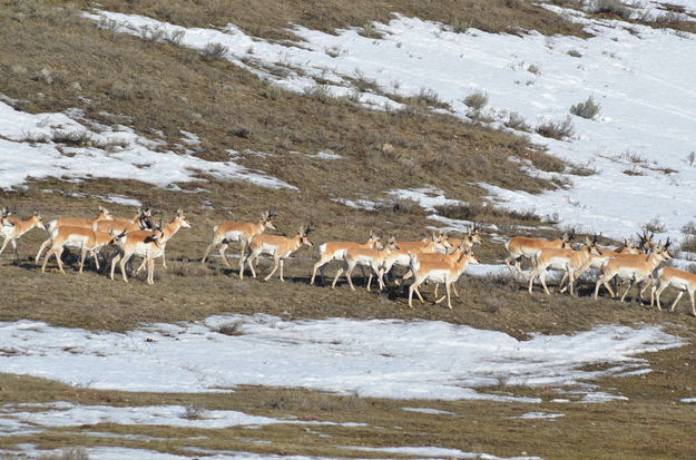 Pronghorn at Kendall Valley. Photo by Rob Tolley.