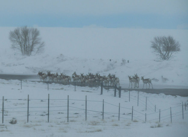 Herd in the road. Photo by Dawn Ballou, Pinedale Online.