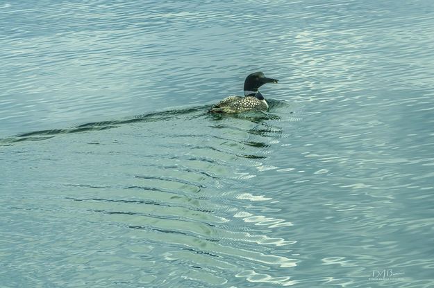 Common Loon on Fremont Lake. Photo by Dave Bell.