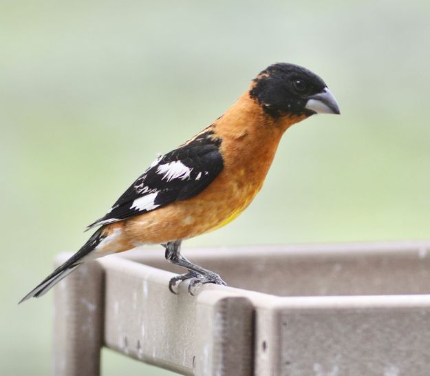 Black headed grosbeak. Photo by Rob Tolley.