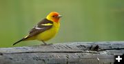 Western Tanager. Photo by Rob Tolley.