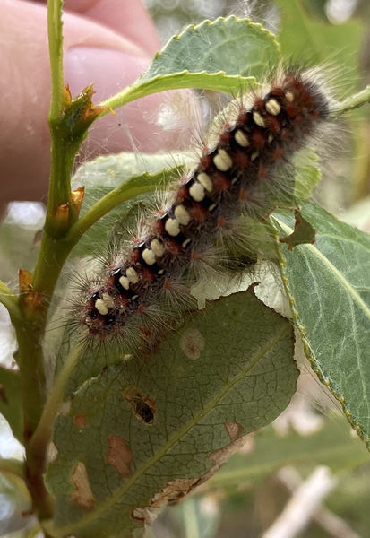 White Satin Moth caterpillar. Photo by Dawn Ballou, Pinedale Online.