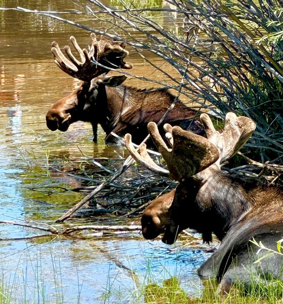 Two bull moose. Photo by Jory Westberry.