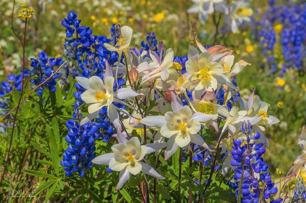 Columbine & Lupine. Photo by Dave Bell.