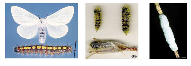 White Satin Moth. Photo by University of Wyoming.