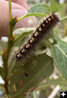 White Satin Moth caterpillar. Photo by Dawn Ballou, Pinedale Online.