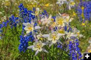Columbine & Lupine. Photo by Dave Bell.