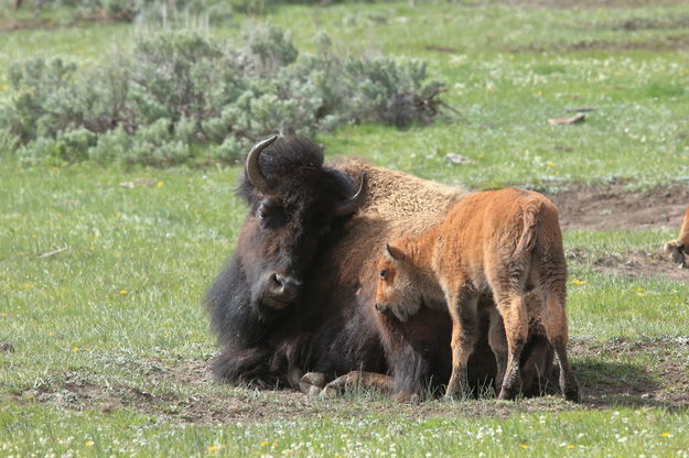 Bison. Photo by Fred Pflughoft.