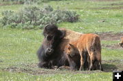 Bison. Photo by Fred Pflughoft.