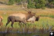 Elk. Photo by Fred Pflughoft.