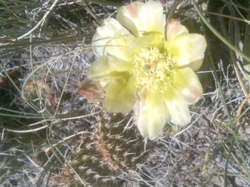Prickly Pear cactus. Photo by Pinedale Online.