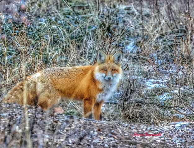 Red fox. Photo by Sharon Rauenzahn.