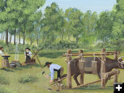 Shoeing oxen. Photo by Pinedale Online.