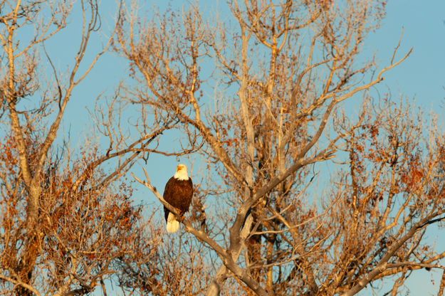 Bald Eagle. Photo by Chris Wilde.