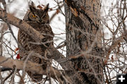 Owl. Photo by Chris Wilde.