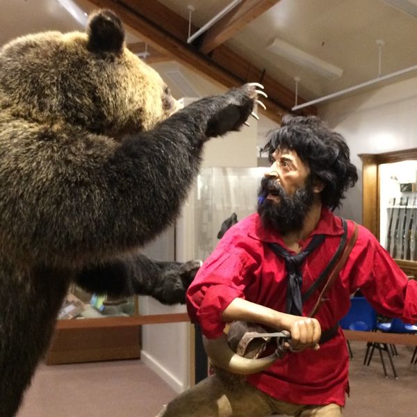 Grizzly bear attack. Photo by Andrea Lewis.