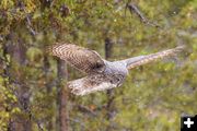 Owl hunting. Photo by Dave Bell.