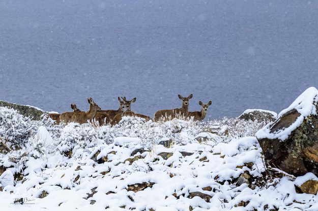 Beautiful Gals. Photo by Dave Bell.