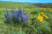Beautiful Color At Red Canyon-May 31. Photo by Dave Bell.