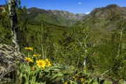 Balsam Root. Photo by Dave Bell.