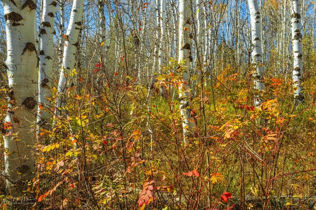 Beautiful Fall Ground Cover. Photo by Dave Bell.