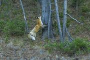 Squirrel Hunting. Photo by Dave Bell.