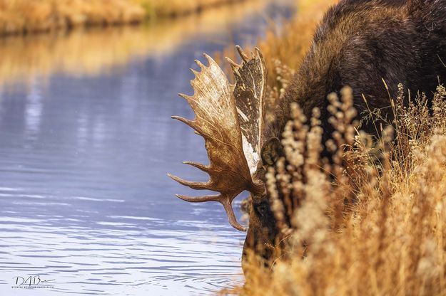 Hoback-No Doubt. Photo by Dave Bell.