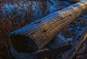 Frosty Rail. Photo by Dave Bell.